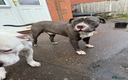 Mixed Breed dogs for sale: Old English cross, cane corsa  - Image 25