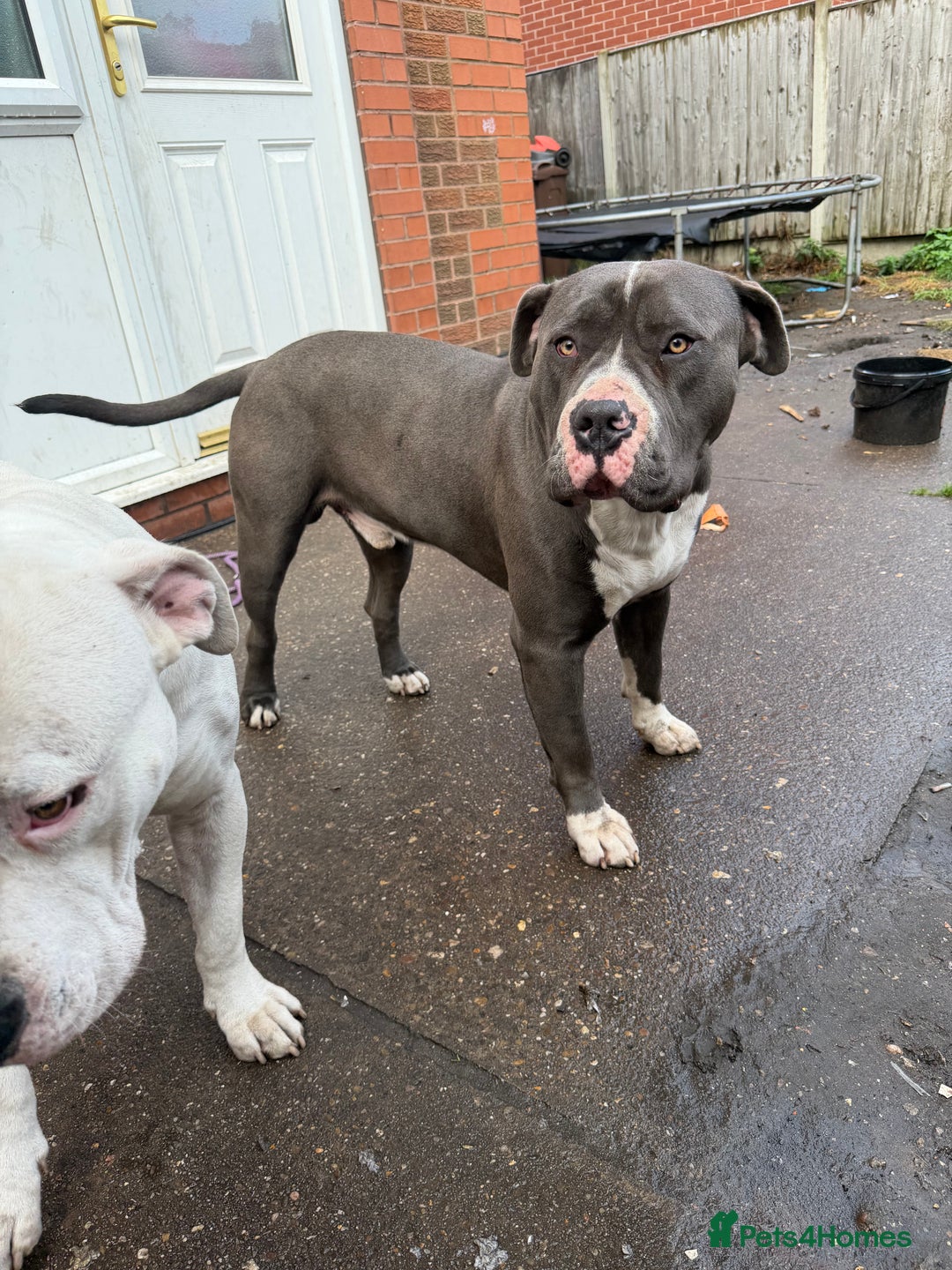 Mixed Breed dogs for sale: Old English cross, cane corsa  - Image 25