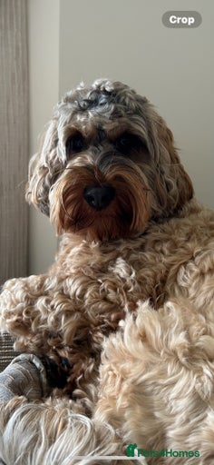 Gallery Image {{count}}