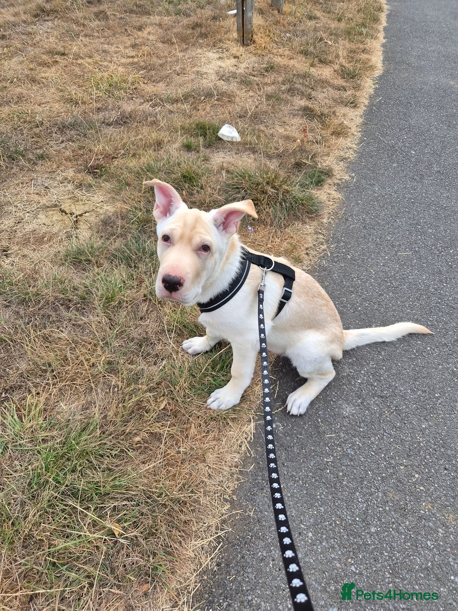 Mixed Breed dogs Ghost - Advert 18