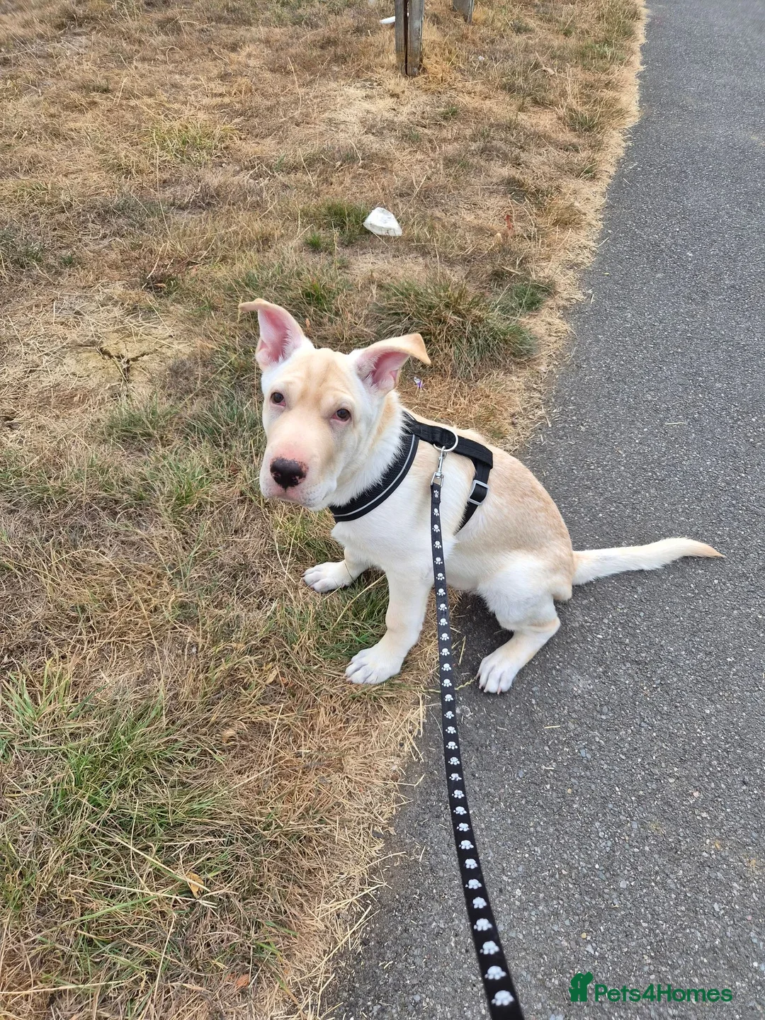 Mixed Breed dogs for sale: Ghost - Advert 1