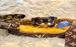 Chihuahua dogs for sale: CHIHUAHUA PUPPIES 🩵🩵 - Image 3