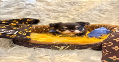 Chihuahua dogs - Advert 5