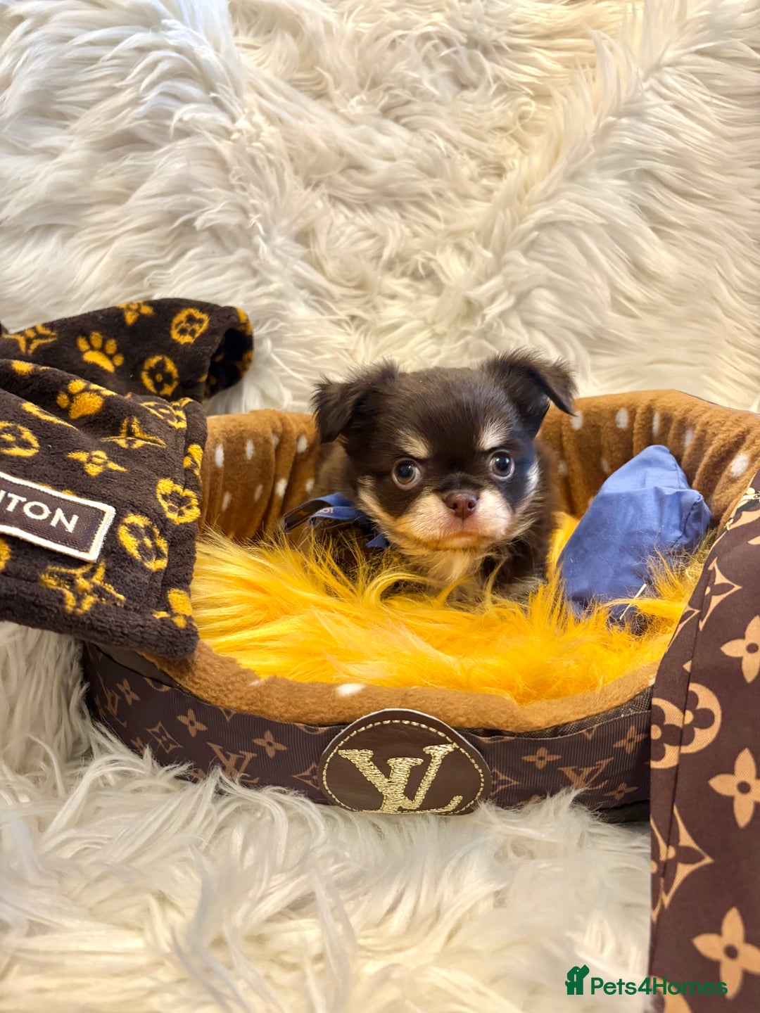 Chihuahua dogs for sale: CHIHUAHUA PUPPIES 🩵🩵 - Image 3