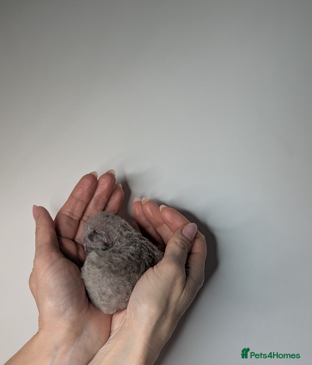 Devon Rex cats for sale: Blue & Lilac Devon Rex Kittens Taking Reservations - Image 10