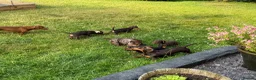 Miniature Dachshund dogs for sale: Gorgeous KC registered Miniature Dachshunds   - Advert 3