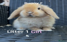 Mini Lop rabbits for sale: Baby mini lops for sale - Image 6
