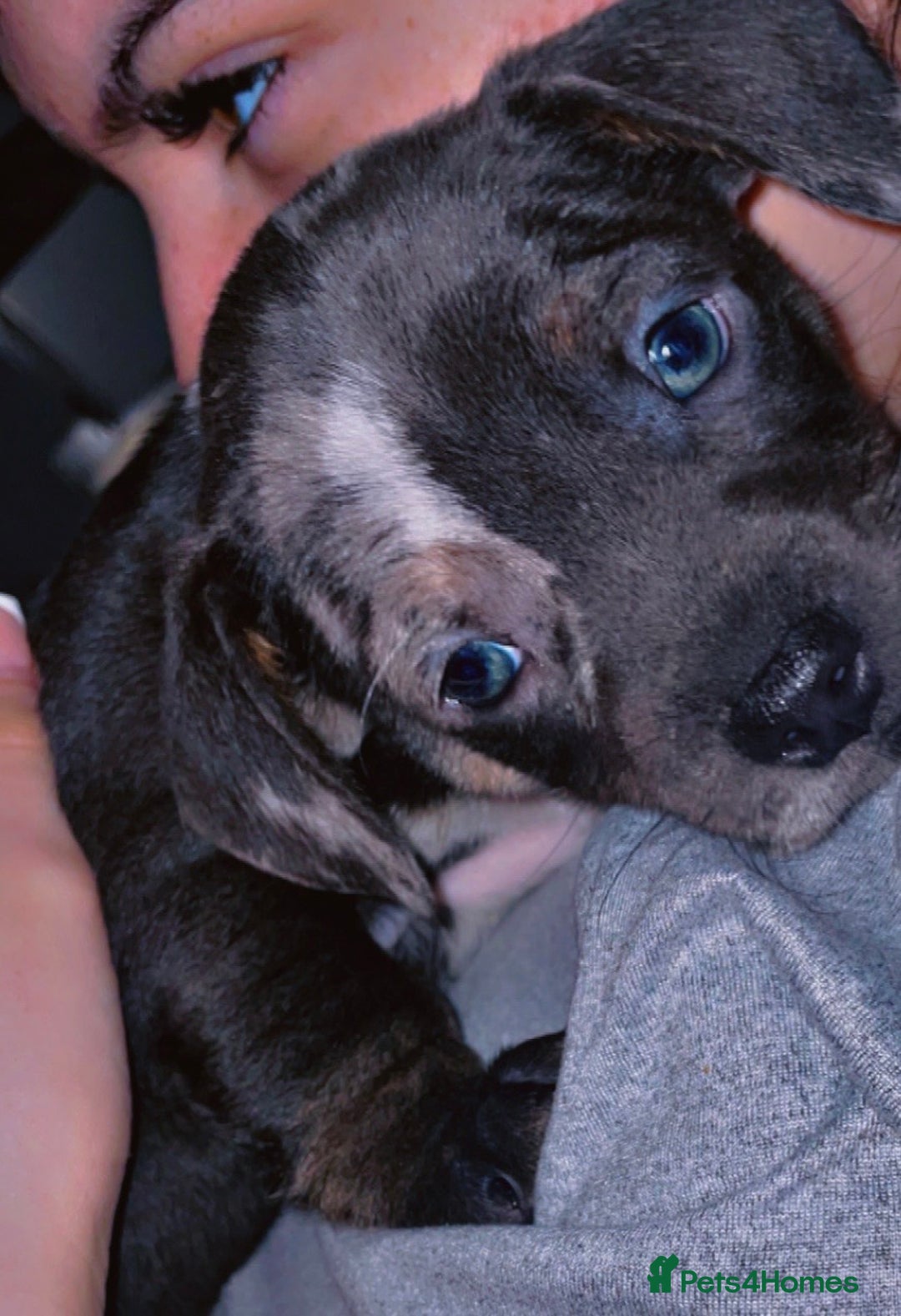 Mixed Breed dogs for sale: Frenchie/ dashund  - Advert 3