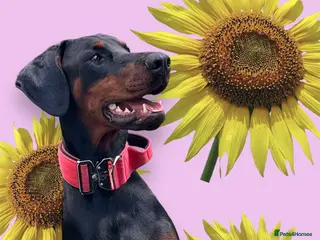 Dobermann dogs Health and heart tested kc reg Dobermann puppies. - Advert 5