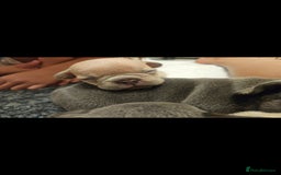 French Bulldog dogs for sale: Exotic Bi g R frenchie girl pups - FLUFFY CARRIERS - Image 9