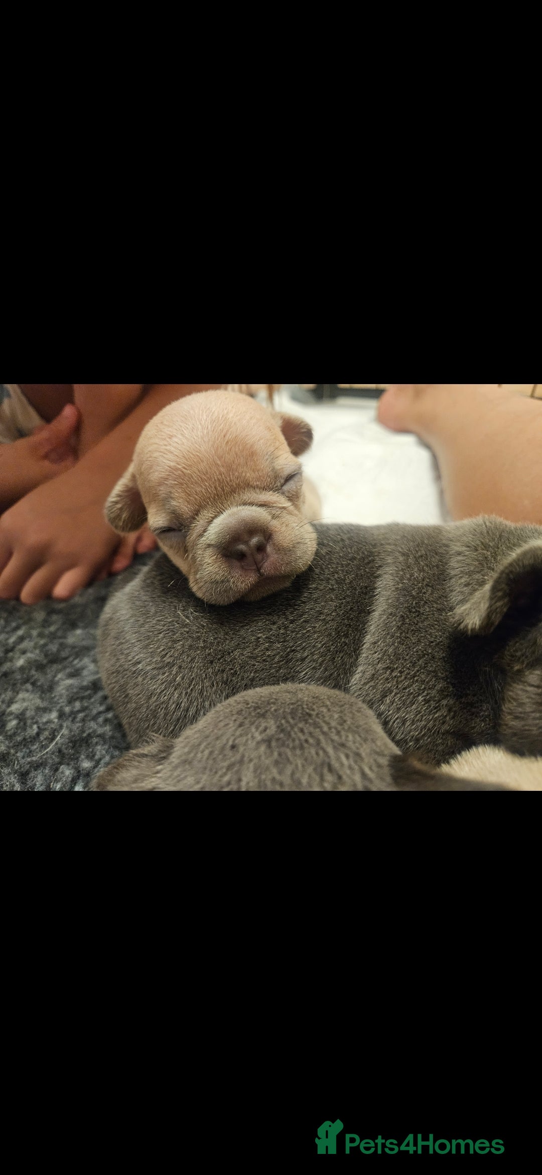 French Bulldog dogs for sale: Exotic Bi g R frenchie girl pups - FLUFFY CARRIERS - Image 9