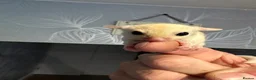 Sugar Glider rodents for sale: Young gliders ready for new home  - Advert 5