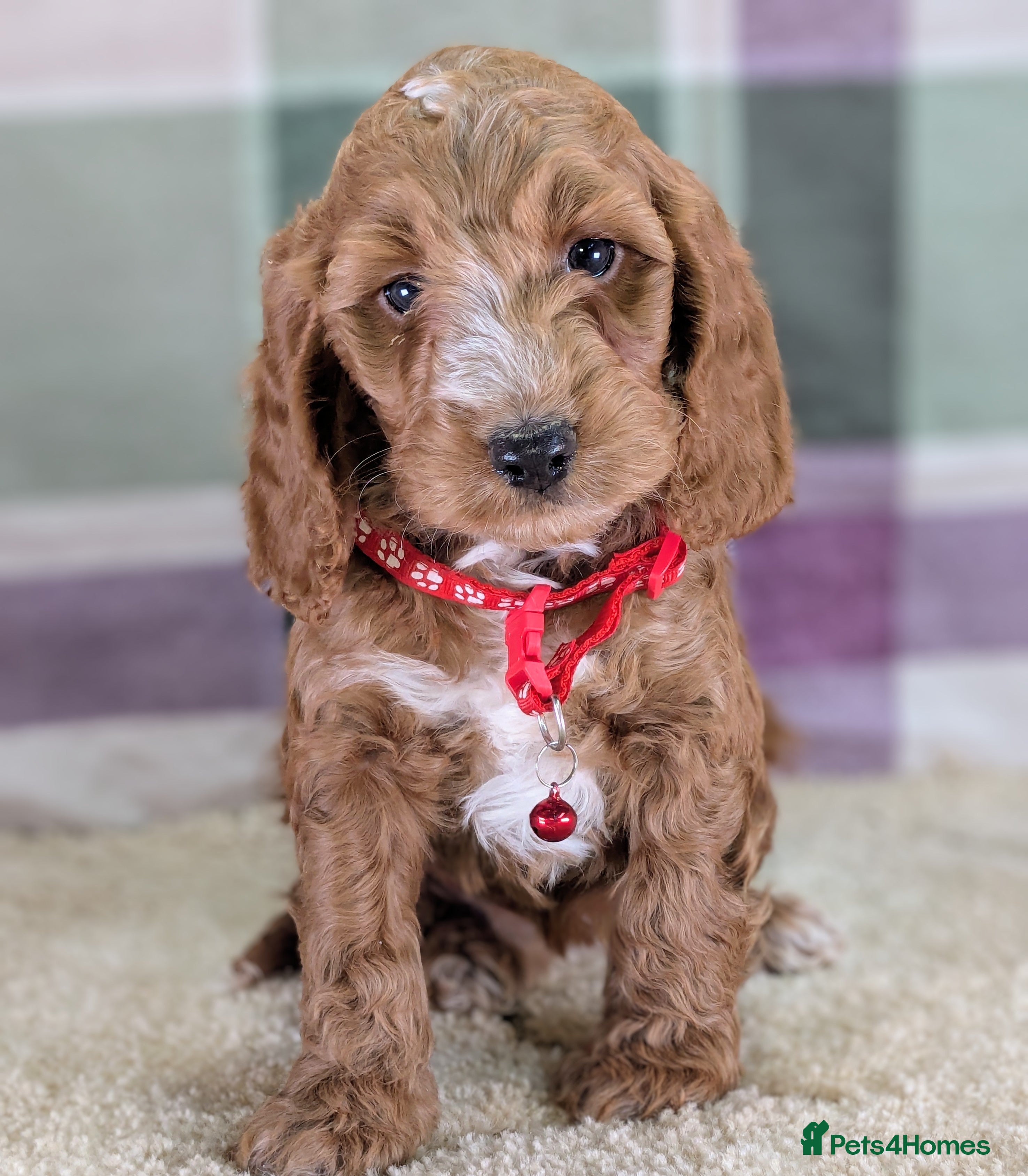 Cockapoo dogs F1 Cockapoo your Next Furry Family Member Awaits!  - Advert 4