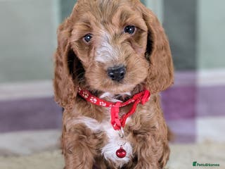 Cockapoo dogs F1 Cockapoo your Next Furry Family Member Awaits! - Advert 12