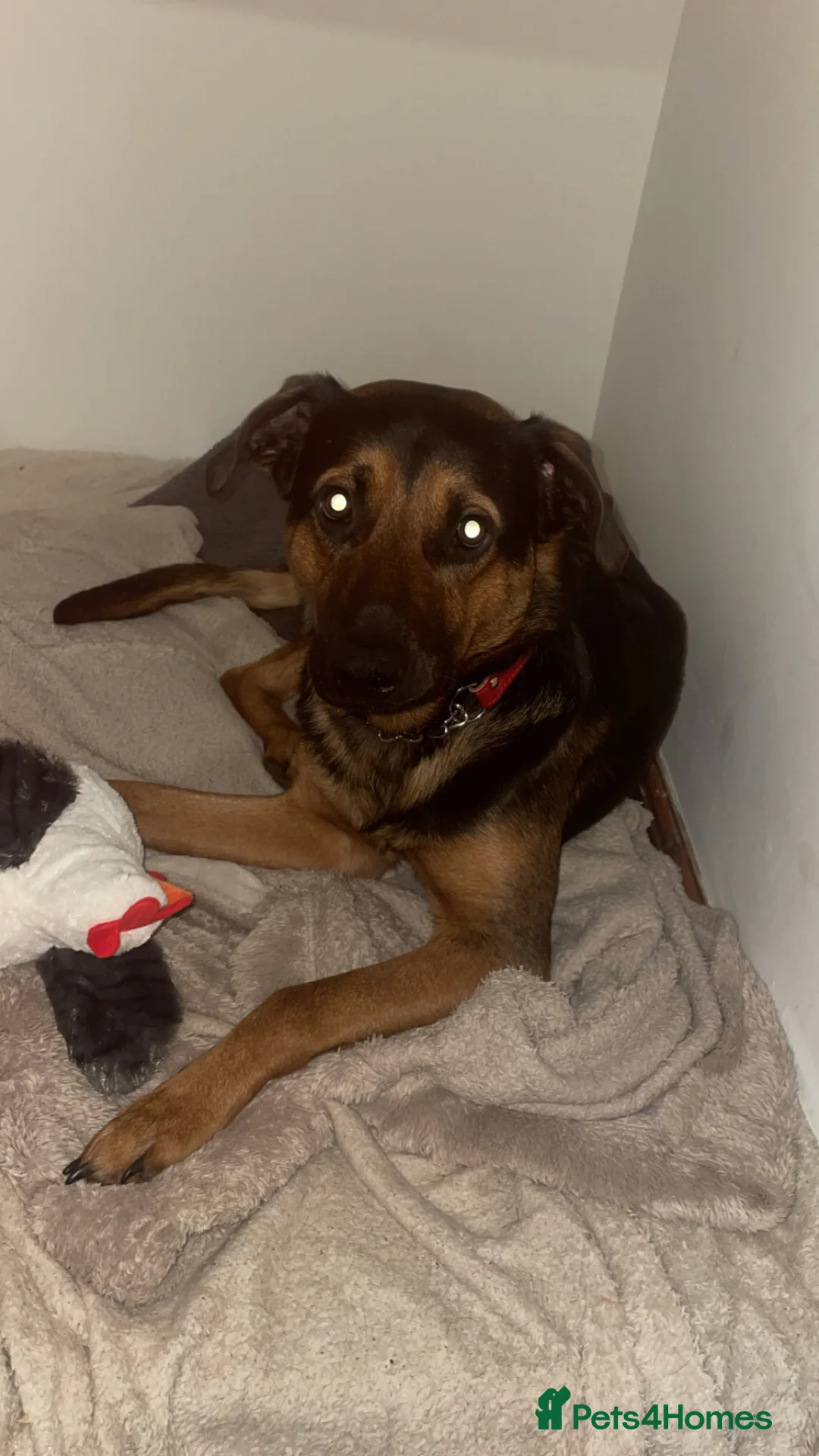 Mixed Breed dogs for sale: Allsation/Doberman male dog age 1 in Northallerton - Advert 4