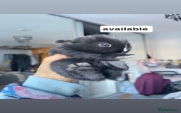 Mini Lion Lop rabbits for sale: Mini lop lion heads  - Image 3