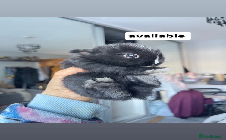 Mini Lion Lop rabbits - Advert 3