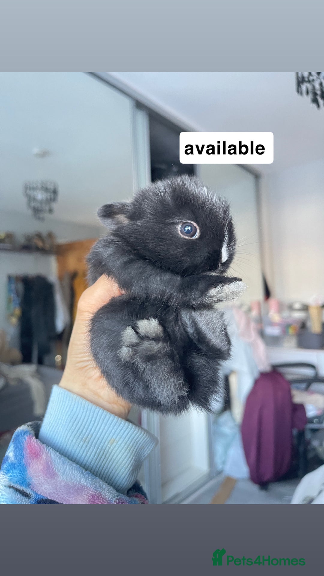Mini Lion Lop rabbits for sale: Mini lop lion heads  - Image 3