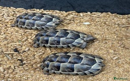 Tortoise reptiles for sale: Spur-Thighed (Testudo Graeca) tortoises  - Image 3