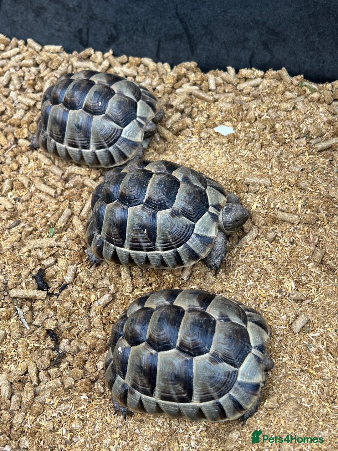 Tortoise reptiles for sale: Spur-Thighed (Testudo Graeca) tortoises  - Image 3