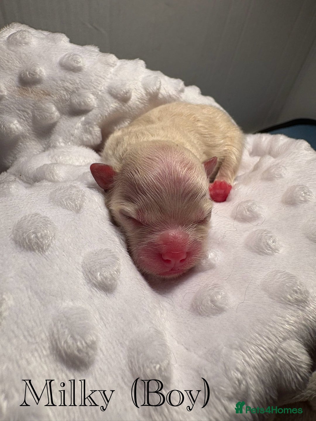 Pomeranian dogs for sale: Beautiful mix of Russian/Chi Tien Pomeranian Pups - Image 2