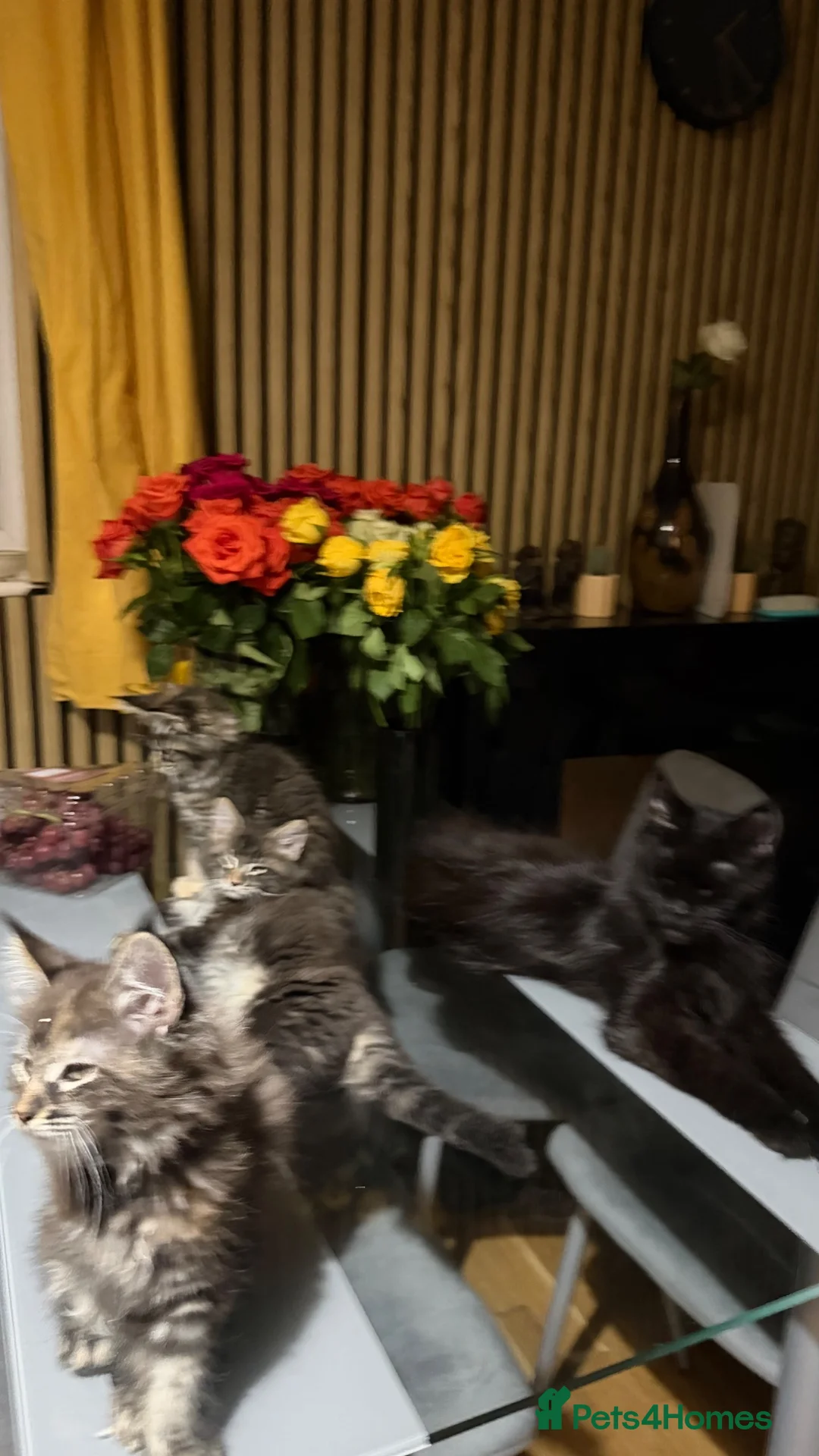 Maine Coon cats for sale: Maine coon - Advert 1