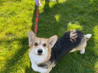 Welsh Corgi Pembroke dogs Welsh Corgi (Pembroke) - Advert 5