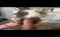 Lionhead rabbits for sale: Two male lionhead X Lop rabbits  - Image 4