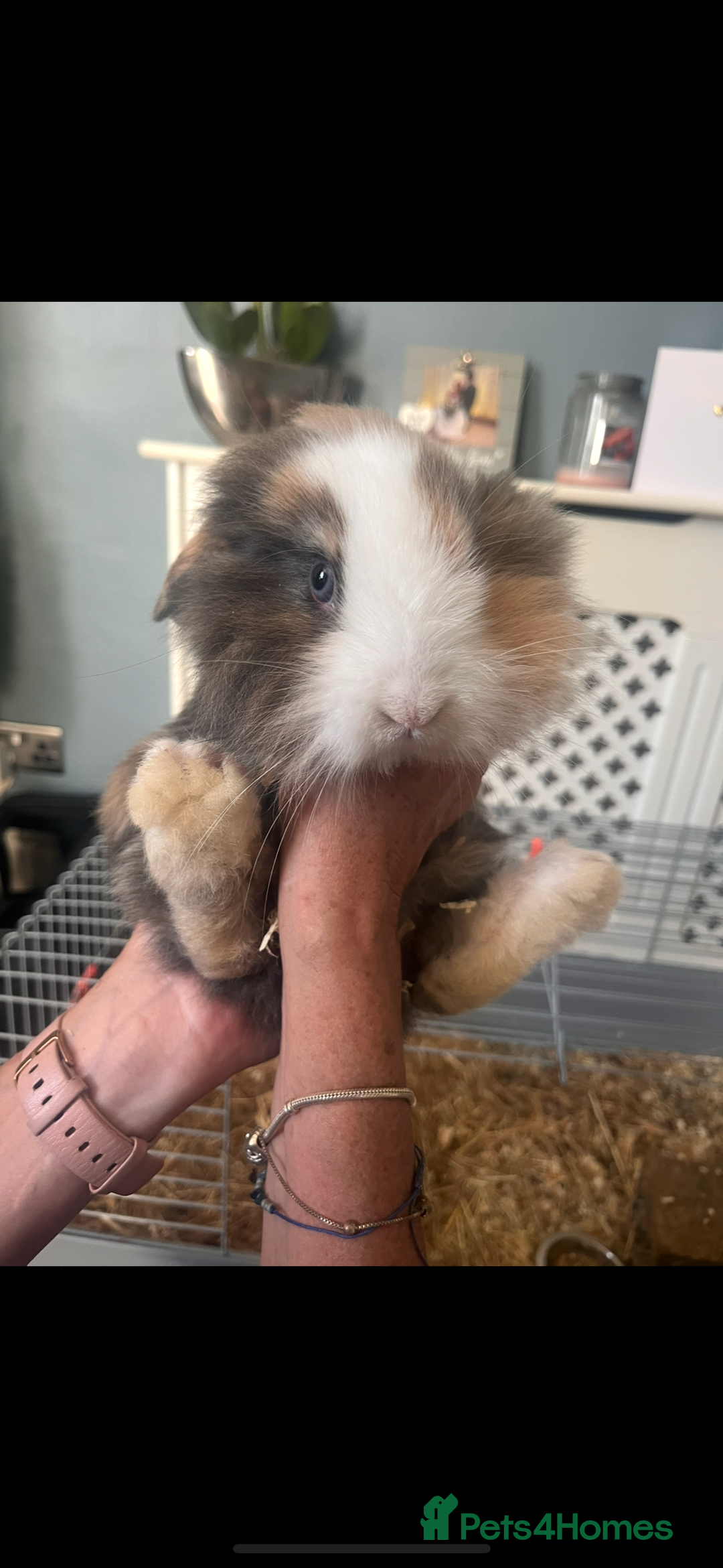 Lionhead rabbits for sale: Two male lionhead X Lop rabbits  - Image 4