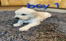 Golden Retriever dogs for sale: 🥰First Class kc Golen Retriever boys🥰 - Image 6