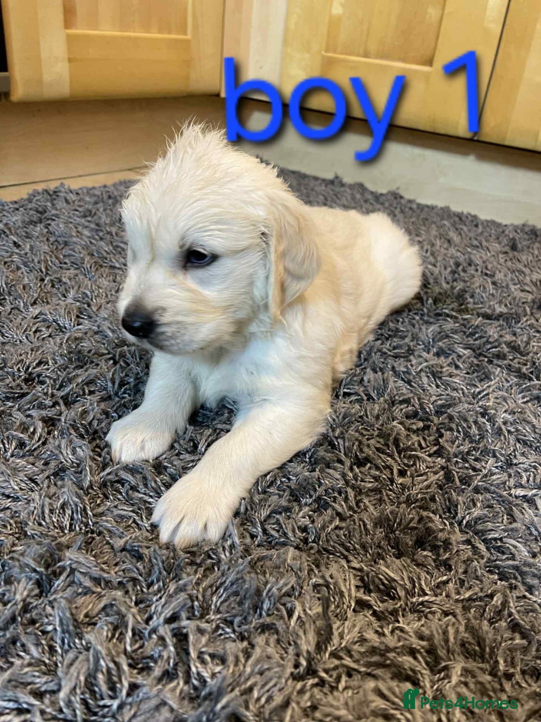 Golden Retriever dogs for sale: 🥰First Class kc Golen Retriever boys🥰 - Image 6