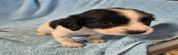 English Springer Spaniel dogs for sale: Springer Spaniel Puppies  - Advert 14
