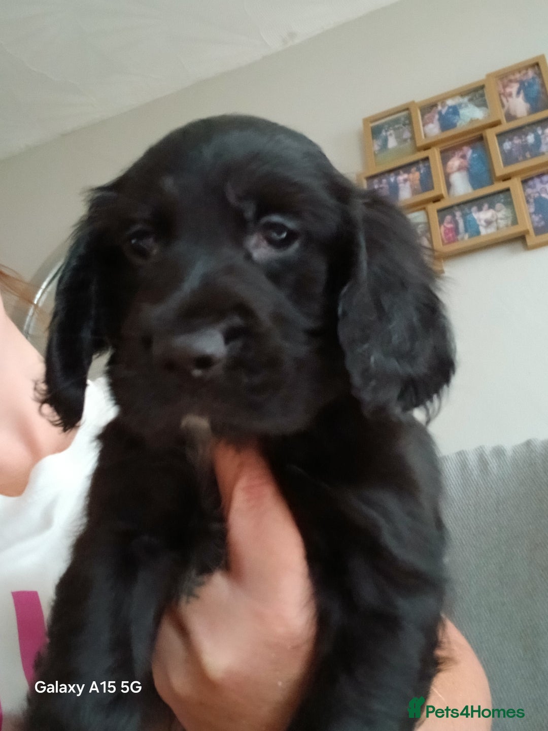 Cocker Spaniel dogs for sale:  Cocker spaniel puppies  - Image 19