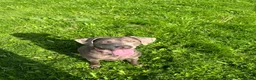 Labrador Retriever dogs for sale: Beautiful KC silver Labrador  - Advert 5