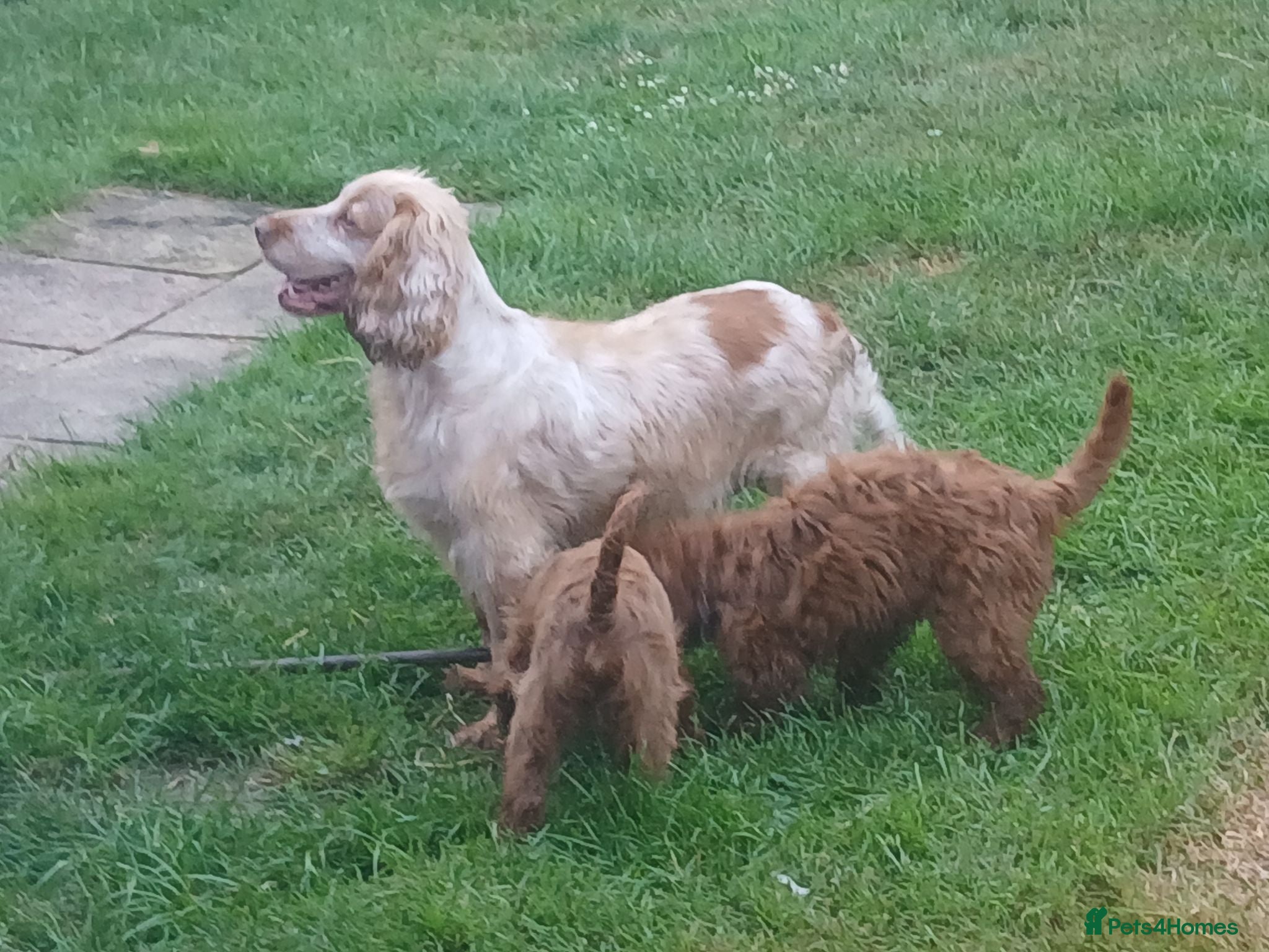 Cockapoo dogs Red and apricot cockedpoo puppys - Advert 2