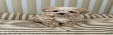 Maltipoo Puppy 7