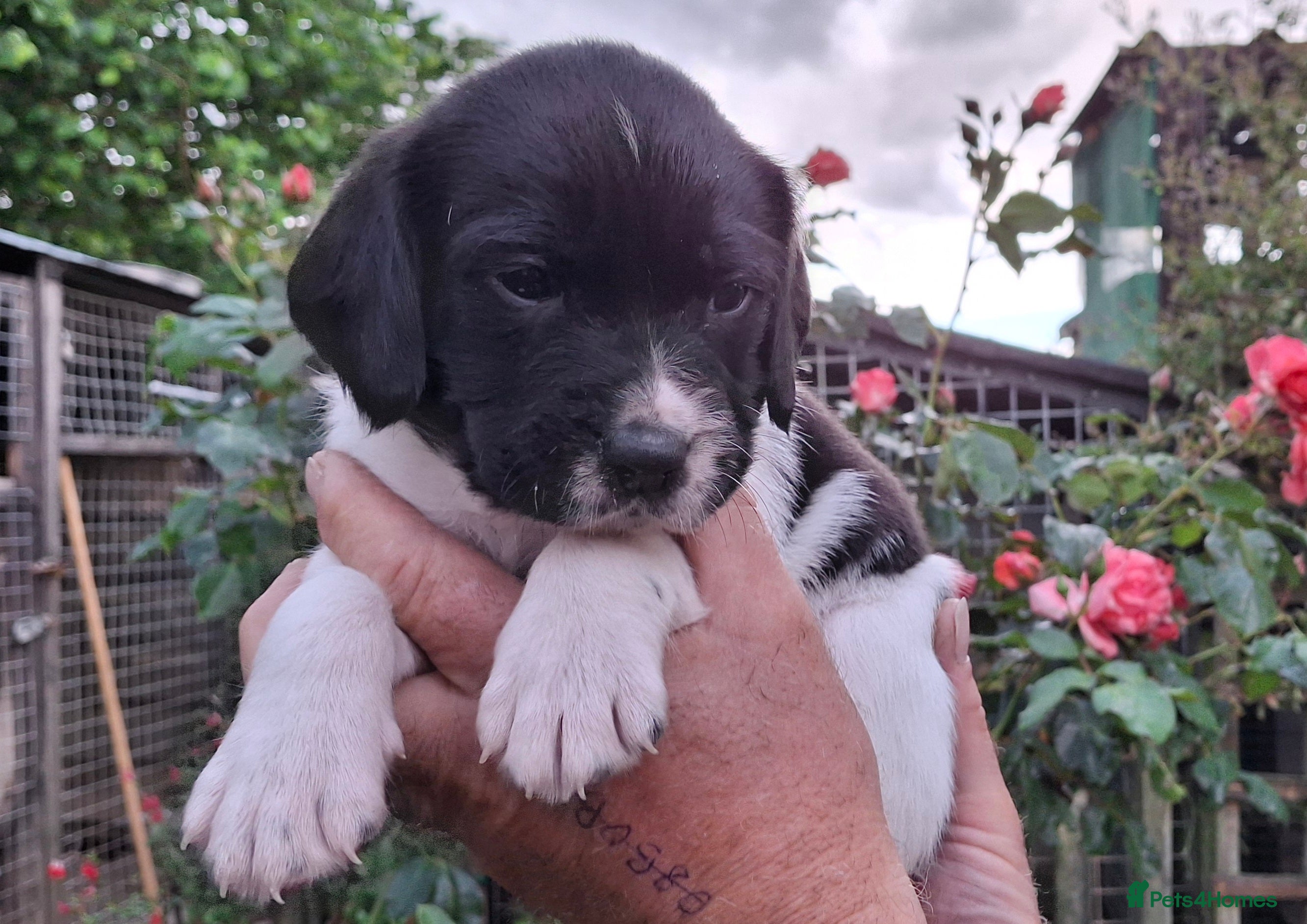 Springador dogs for sale: Springador  in Diss - Advert 7