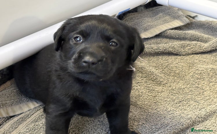 Labrador Retriever dogs - Advert 11