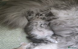 Maine Coon cats for sale: 2 Left! Red Smoke Boy and Torbie Girl - Image 3