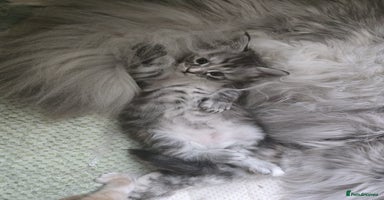 Maine Coon cats - Advert 1