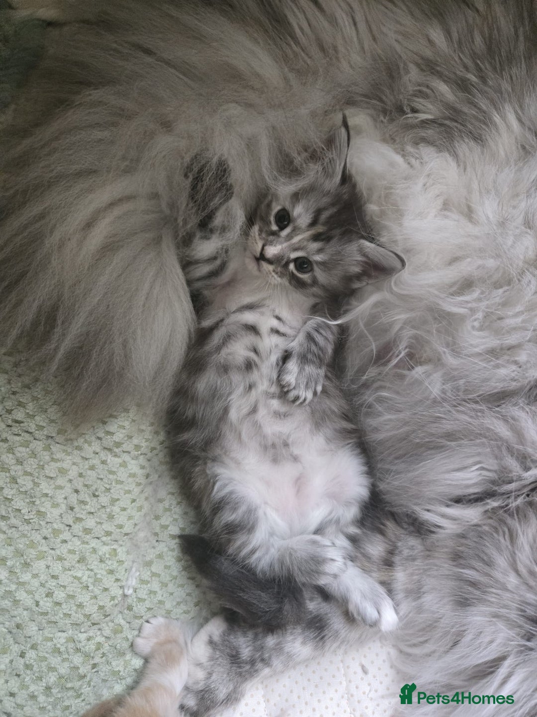 Maine Coon cats for sale: 2 Left! Red Smoke Boy and Torbie Girl - Image 3