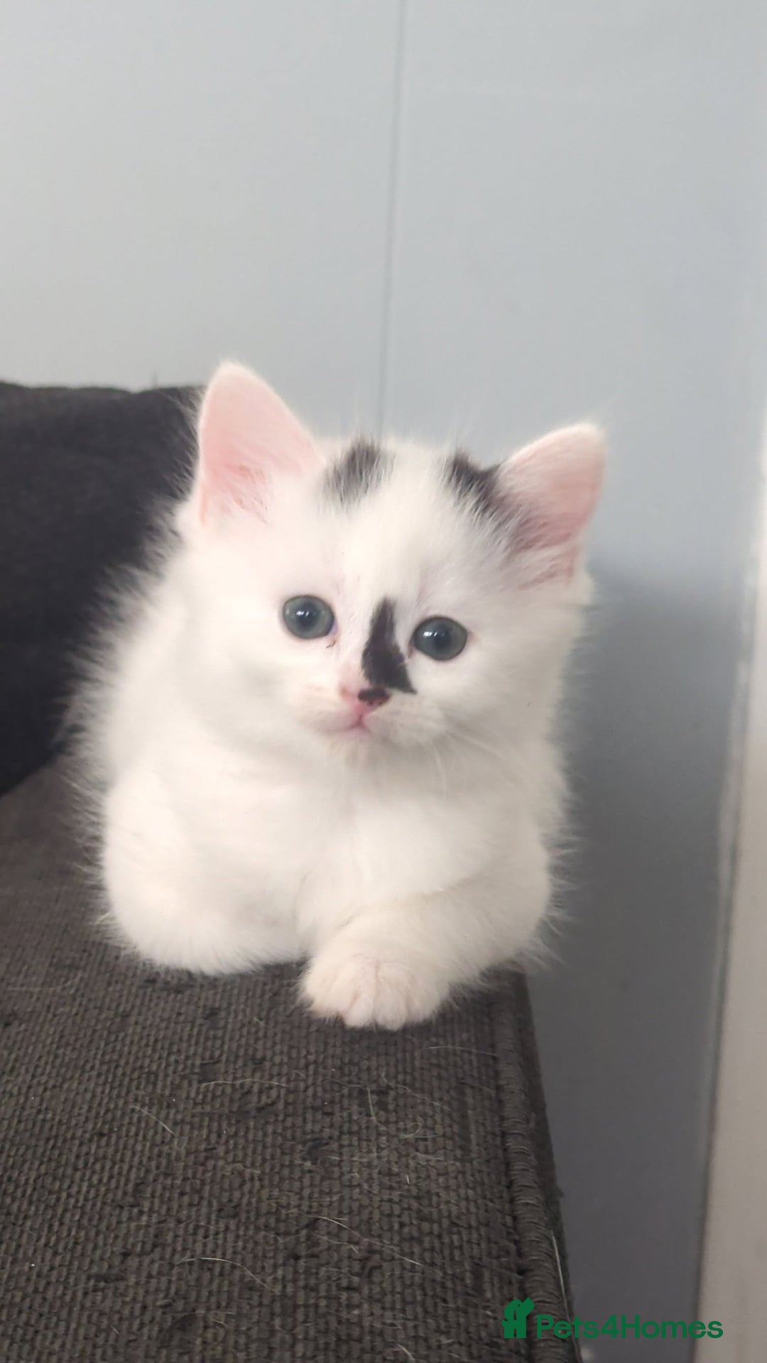 British Shorthair cats for sale: Cute kittens  - Image 4