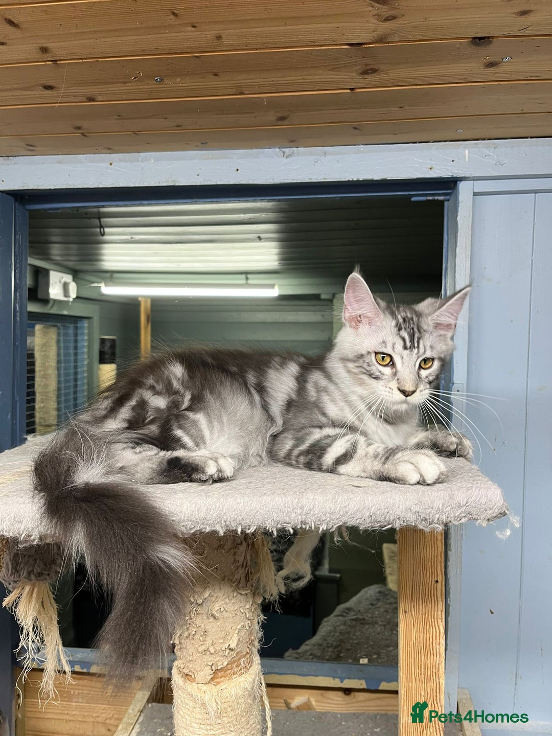 Maine Coon cats for sale: 2 Maine Coon Boys Ready To Go! - Image 7