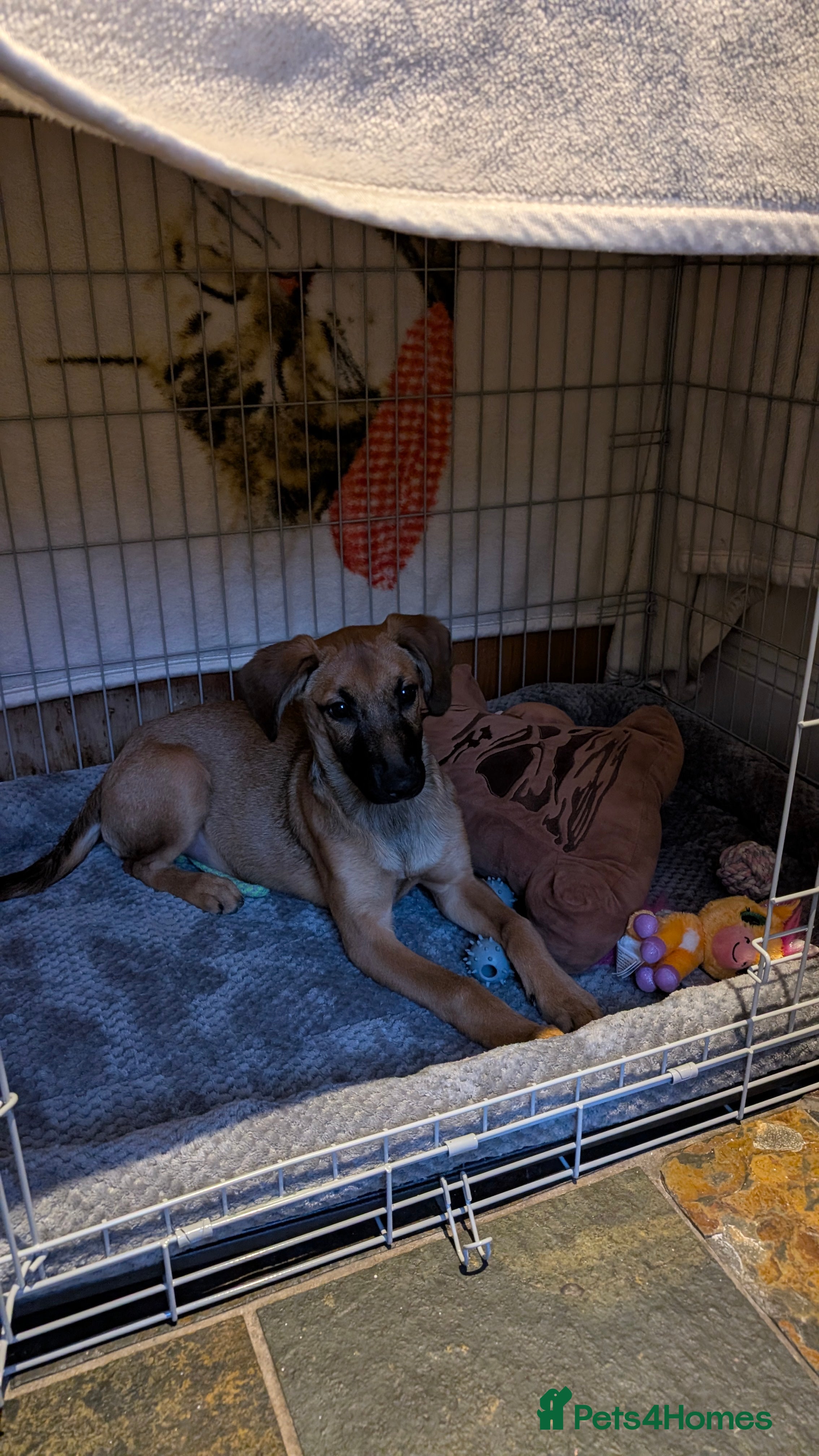 Mixed Breed dogs Dutch shepherd cross  - Advert 7