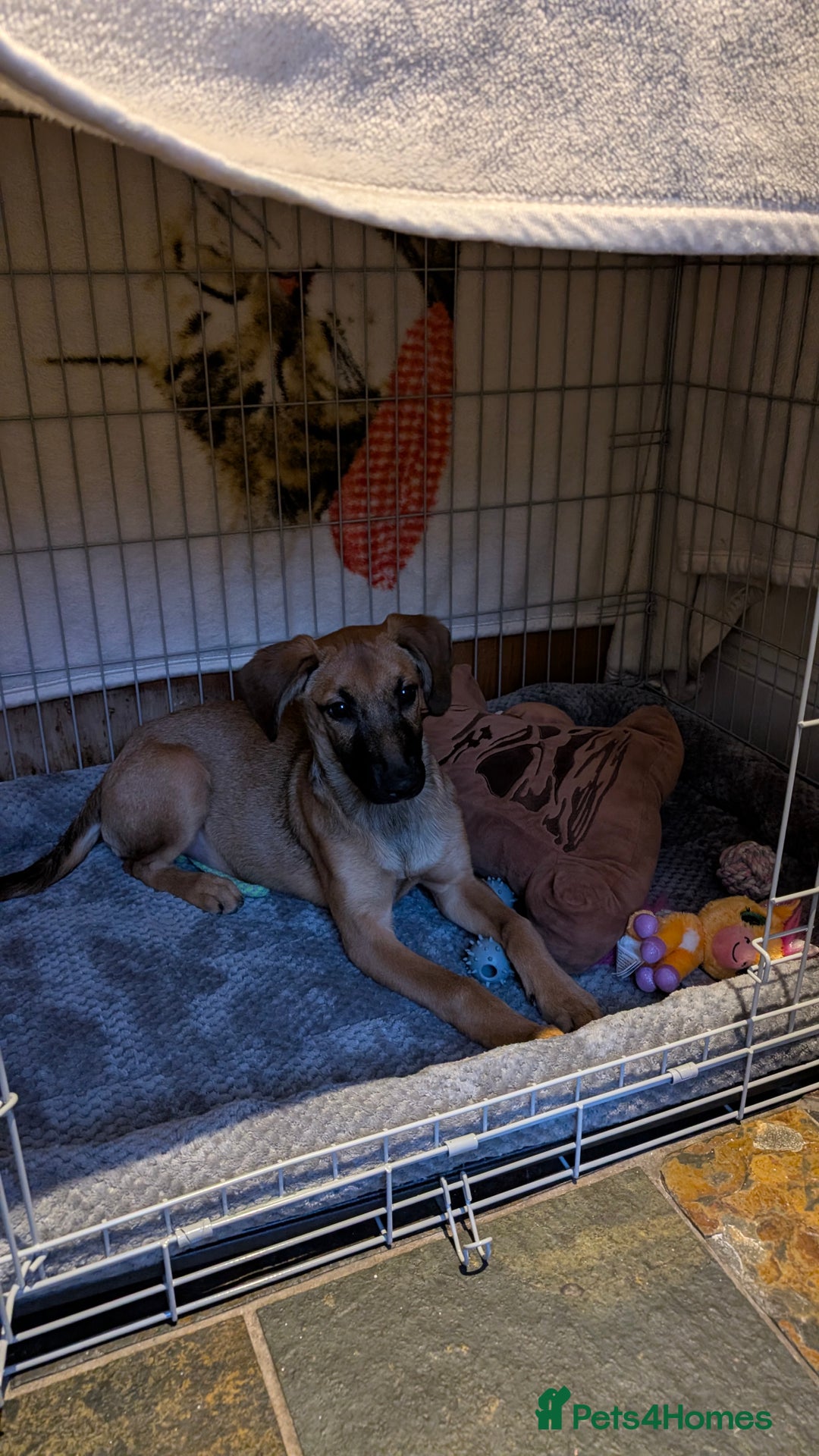 Mixed Breed dogs for sale: Dutch shepherd cross  - Advert 1