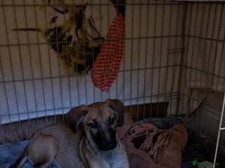 Mixed Breed dogs Dutch shepherd cross - Advert 8