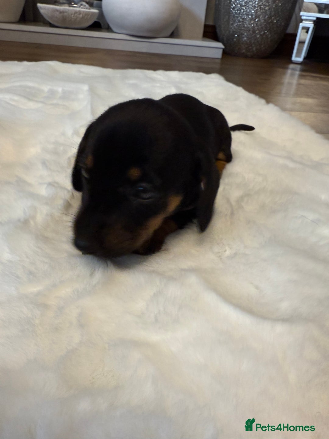Dachshund dogs for sale: Dachshunds for sale   - Image 16