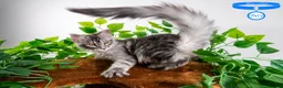 Maine Coon cats for sale: Stunning Maine Coon Kittens Ready - Advert 21