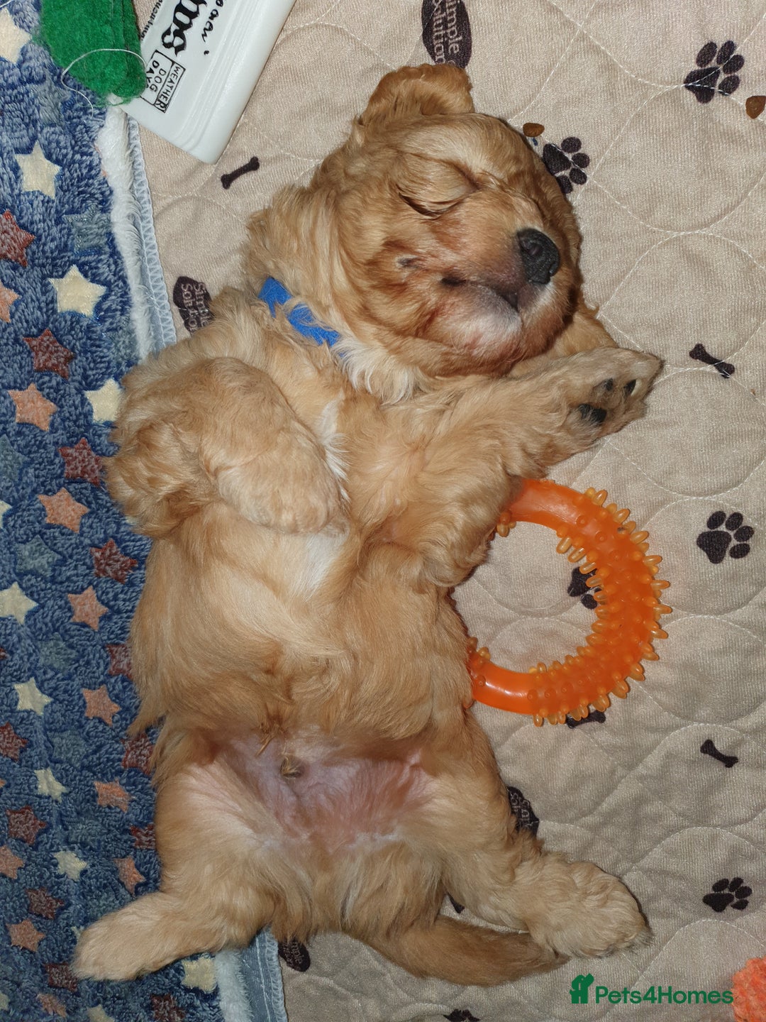 Mixed Breed dogs for sale: Beautiful red and fawn colour Cavapoochons pups - Advert 11
