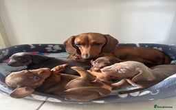 Dachshund dogs for sale: 4 Daschund Puppies Chocolate tan & Isabella - Image 7